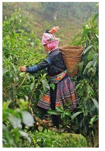 Cueillette de thé au Vietnam